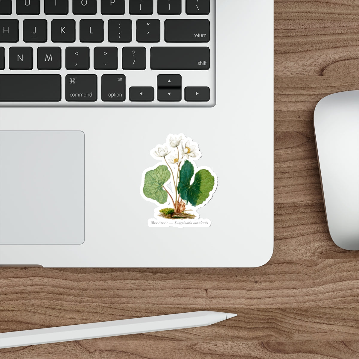 Bloodroot Woodland Flower Decal