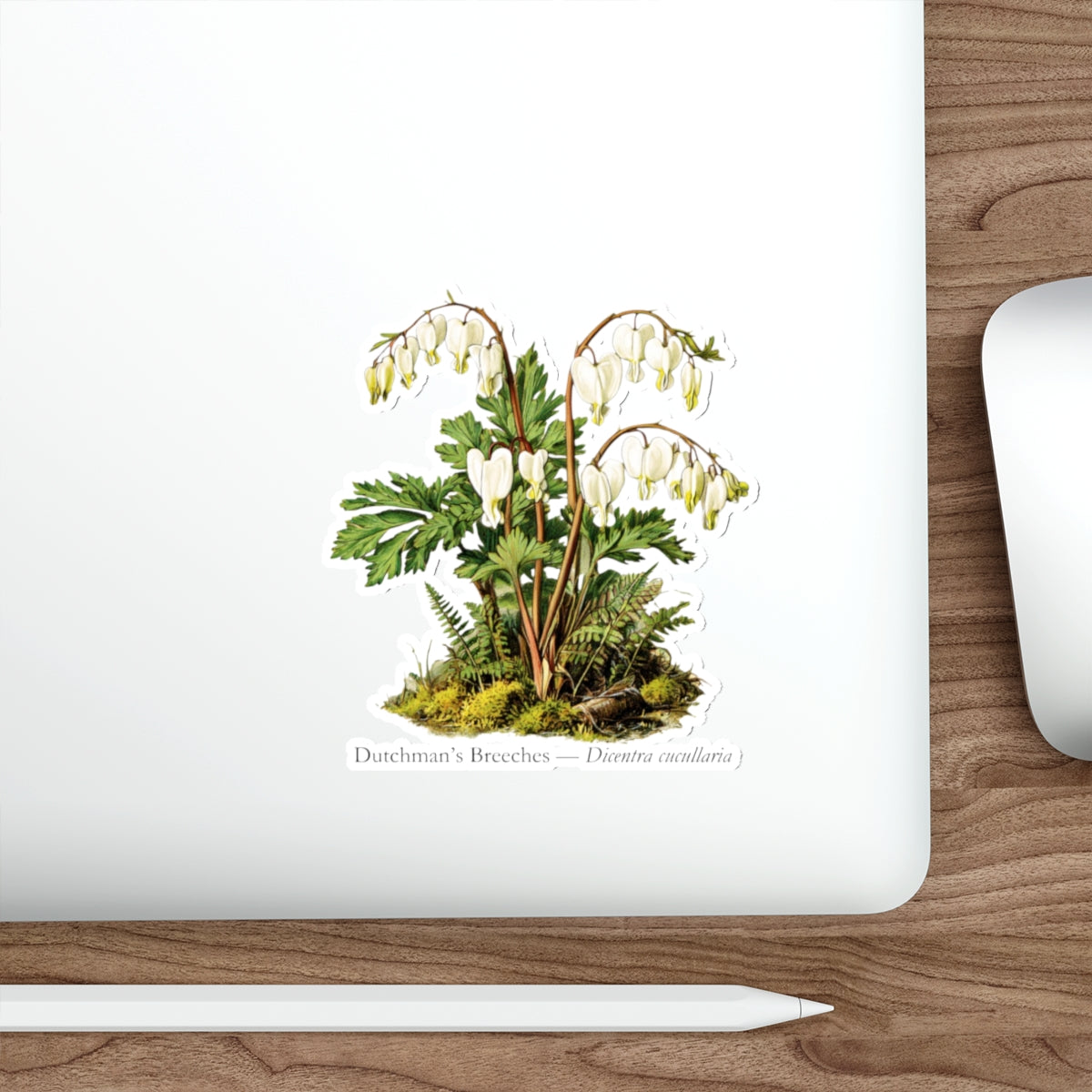 Dutchman’s Breeches Spring Wildflower Decal