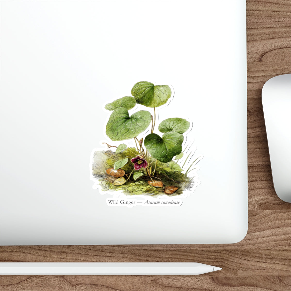 Wild Ginger Spring Woods Decal