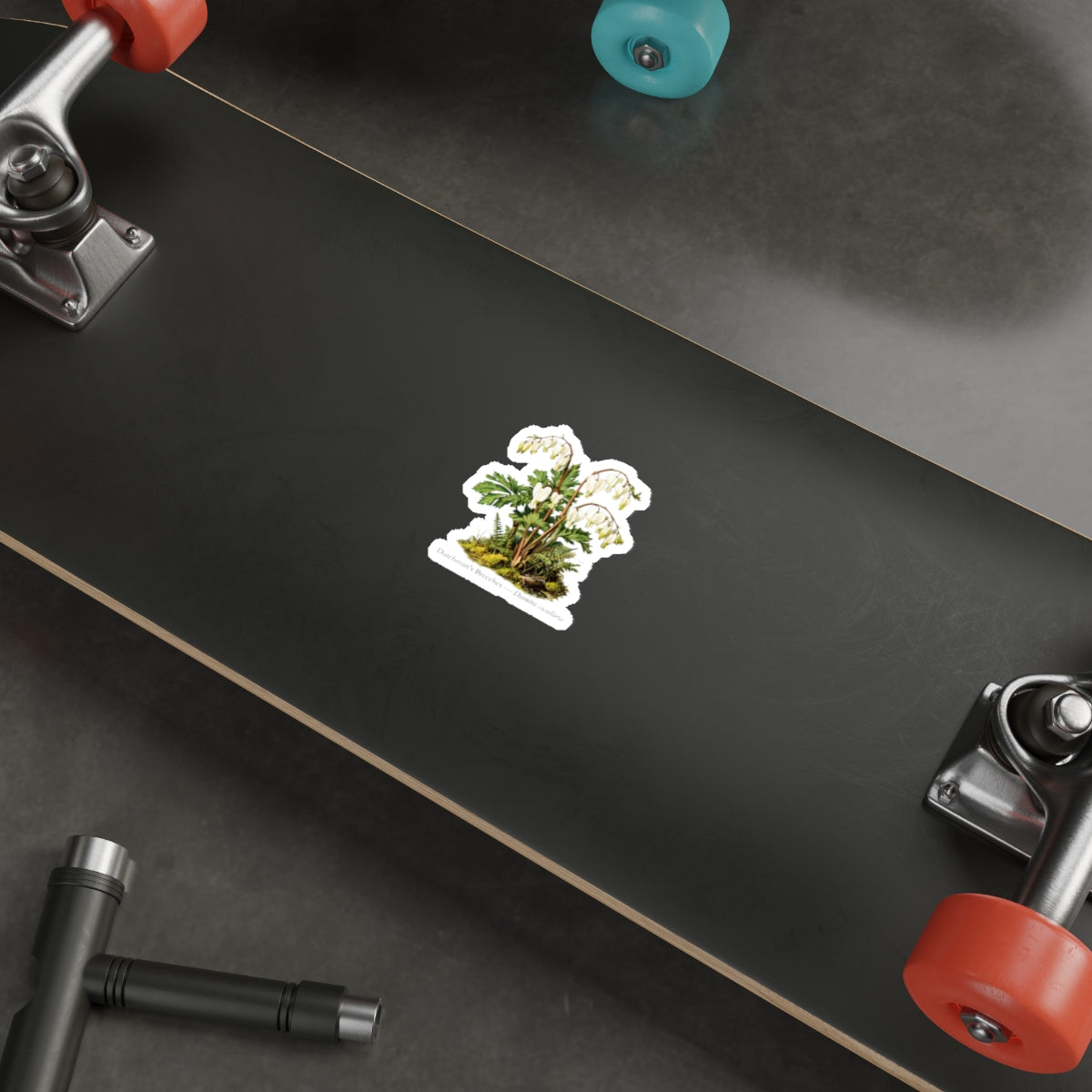 Dutchman’s Breeches Spring Wildflower Decal