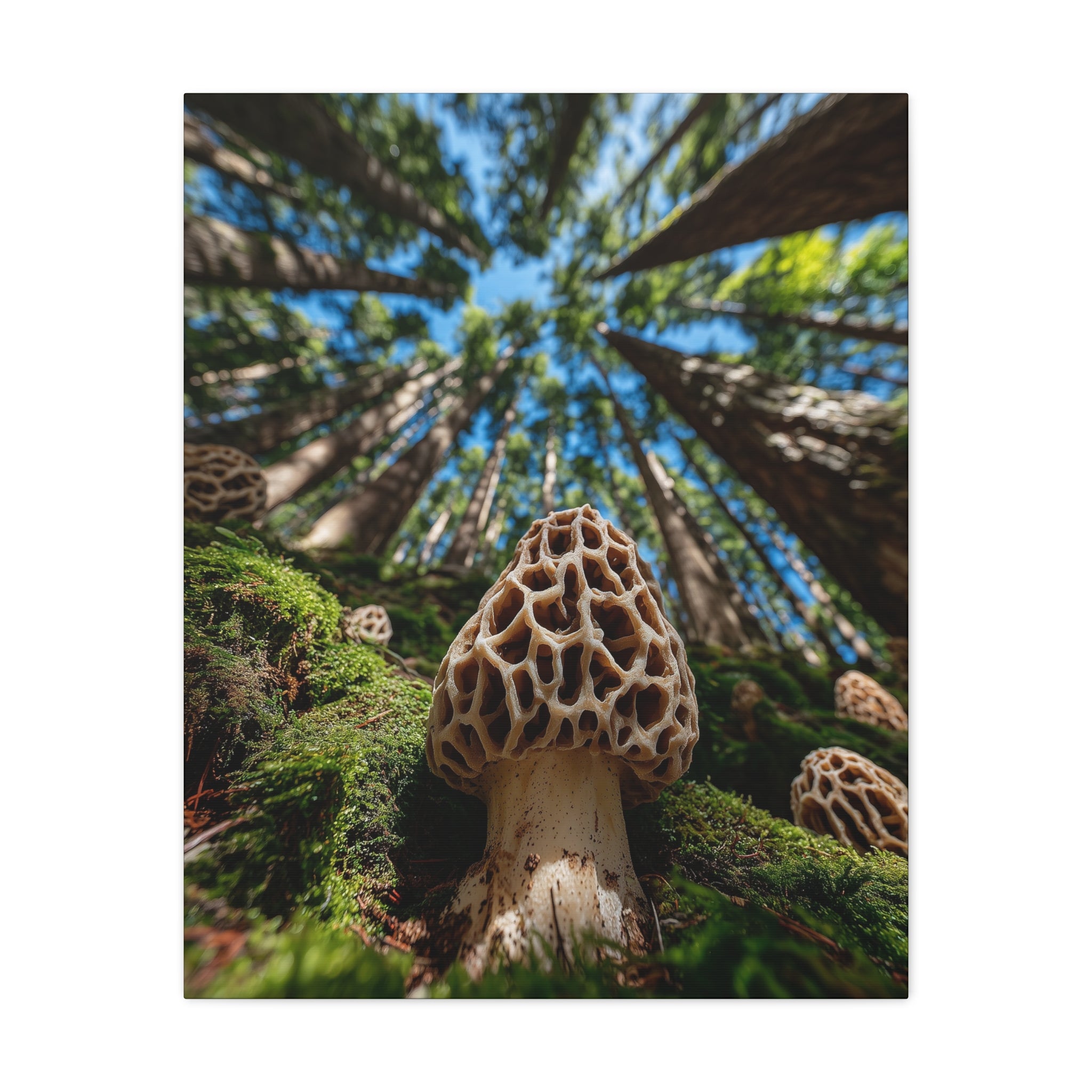 Forest Floor Ascension — Morel Mushroom Canvas | Native Morels™