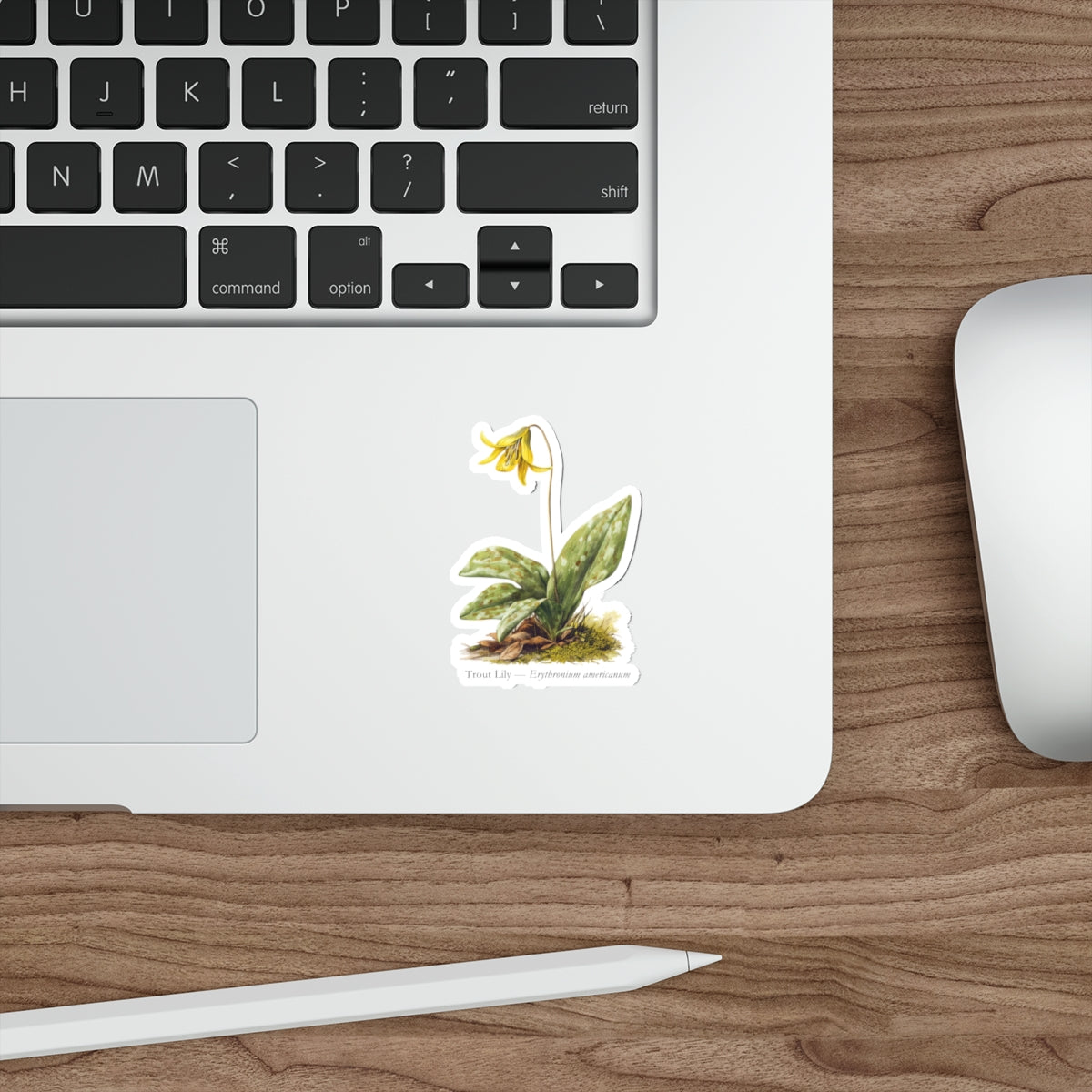 Trout Lily Spring Woods Decal