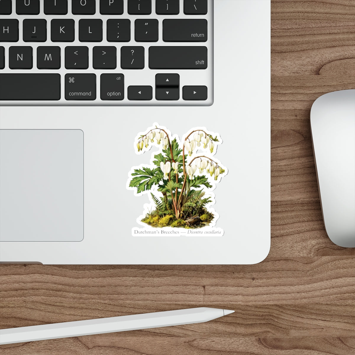 Dutchman’s Breeches Spring Wildflower Decal