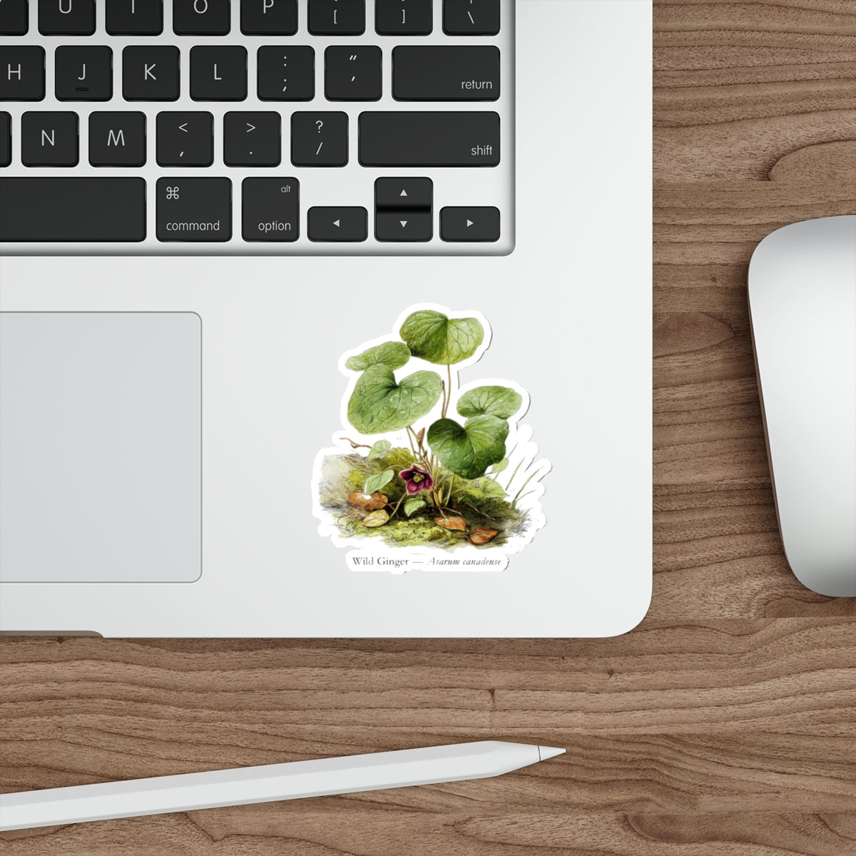 Wild Ginger Spring Woods Decal