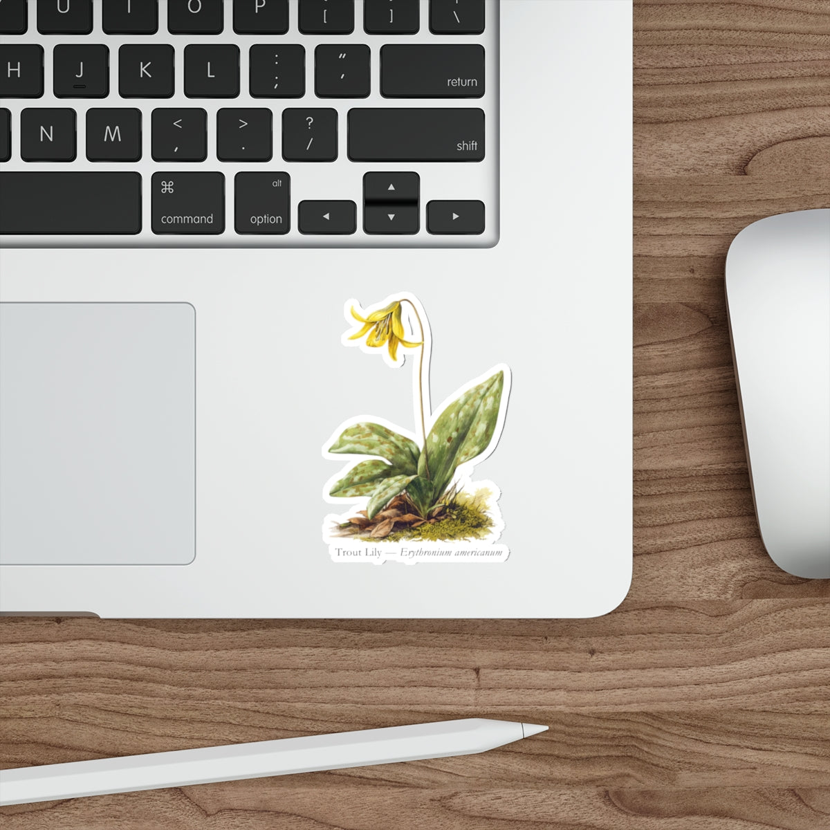 Trout Lily Spring Woods Decal