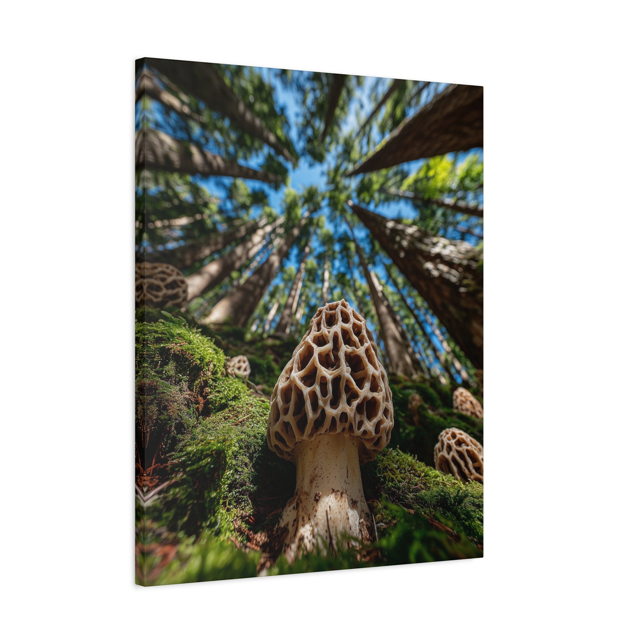 Forest Floor Ascension — Morel Mushroom Canvas | Native Morels™