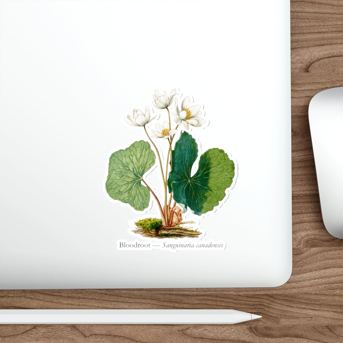 Bloodroot Woodland Flower Decal