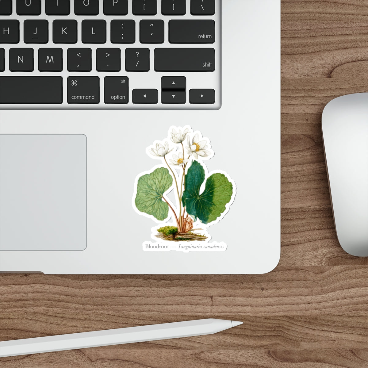 Bloodroot Woodland Flower Decal