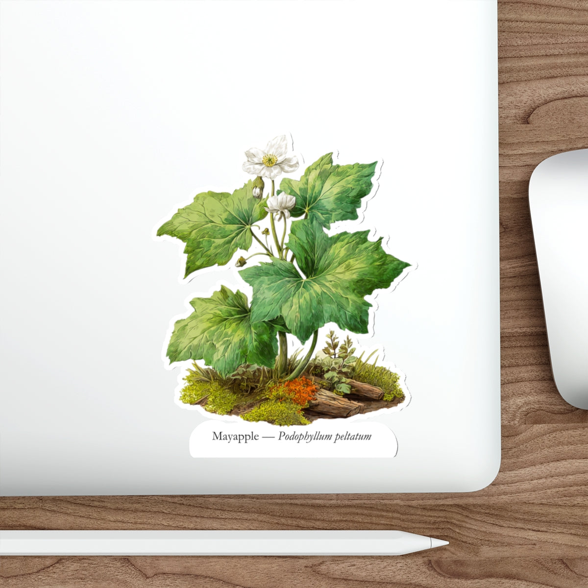 Mayapple Spring Woods Decal