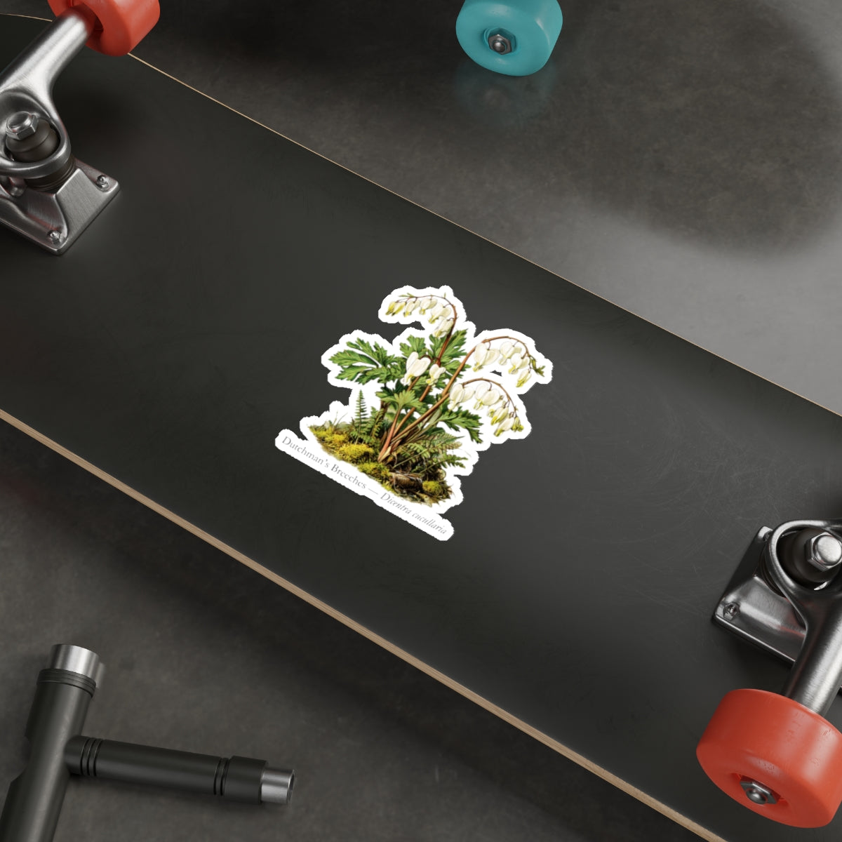 Dutchman’s Breeches Spring Wildflower Decal