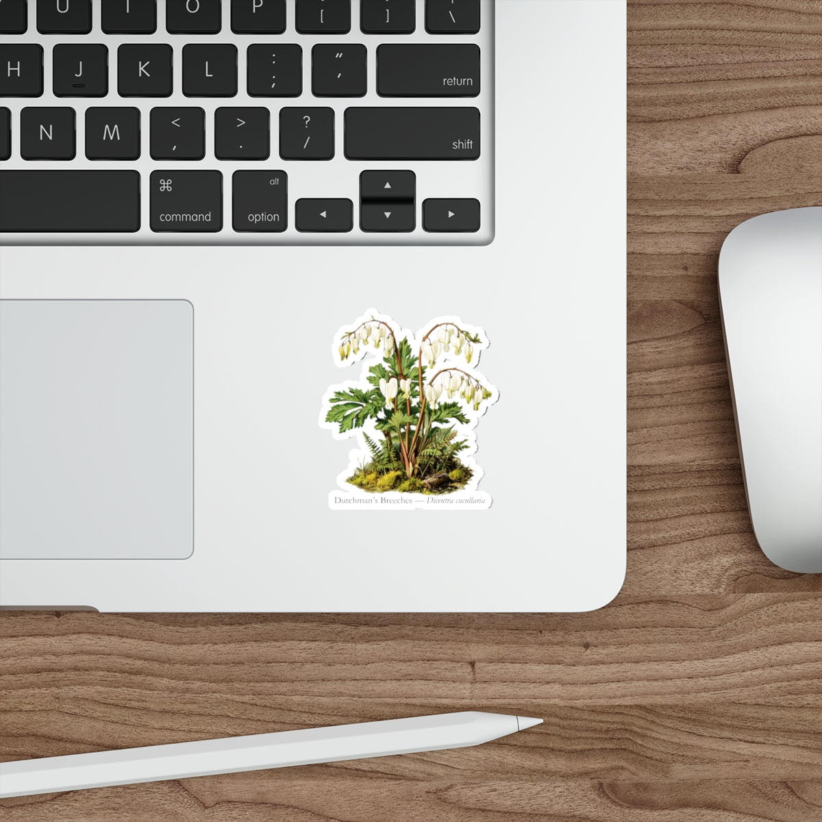 Dutchman’s Breeches Spring Wildflower Decal