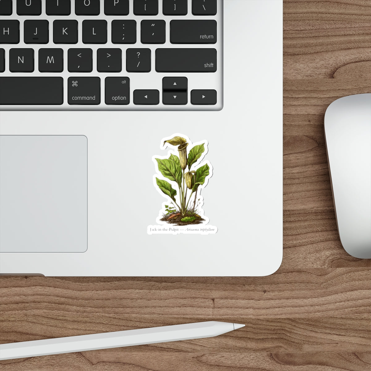 Jack-in-the-Pulpit Woodland Plant Decal