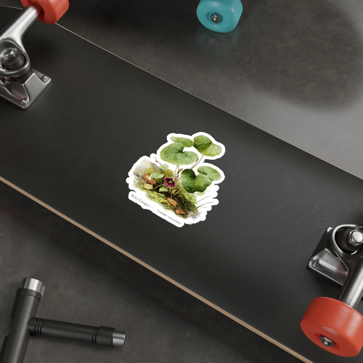 Wild Ginger Spring Woods Decal
