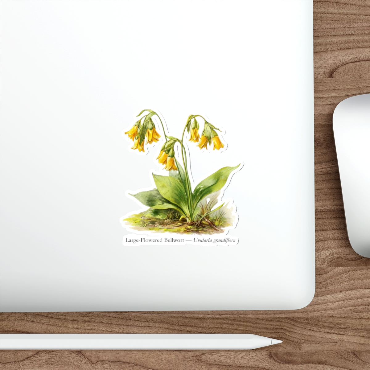 Large-Flowered Bellwort Wildflower Decal