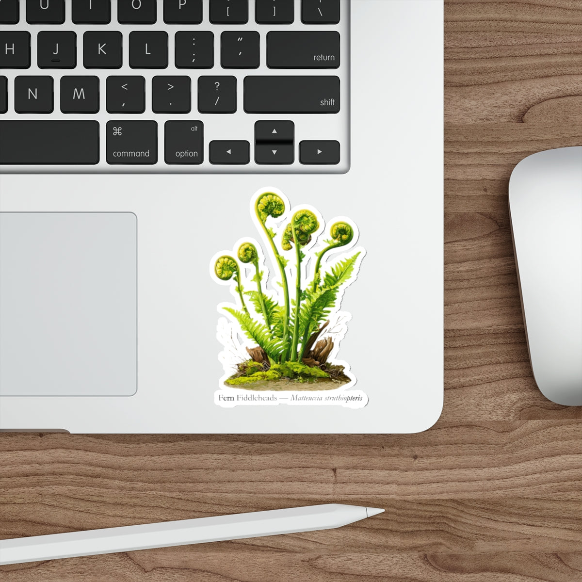 Fern Fiddleheads Forager Decal
