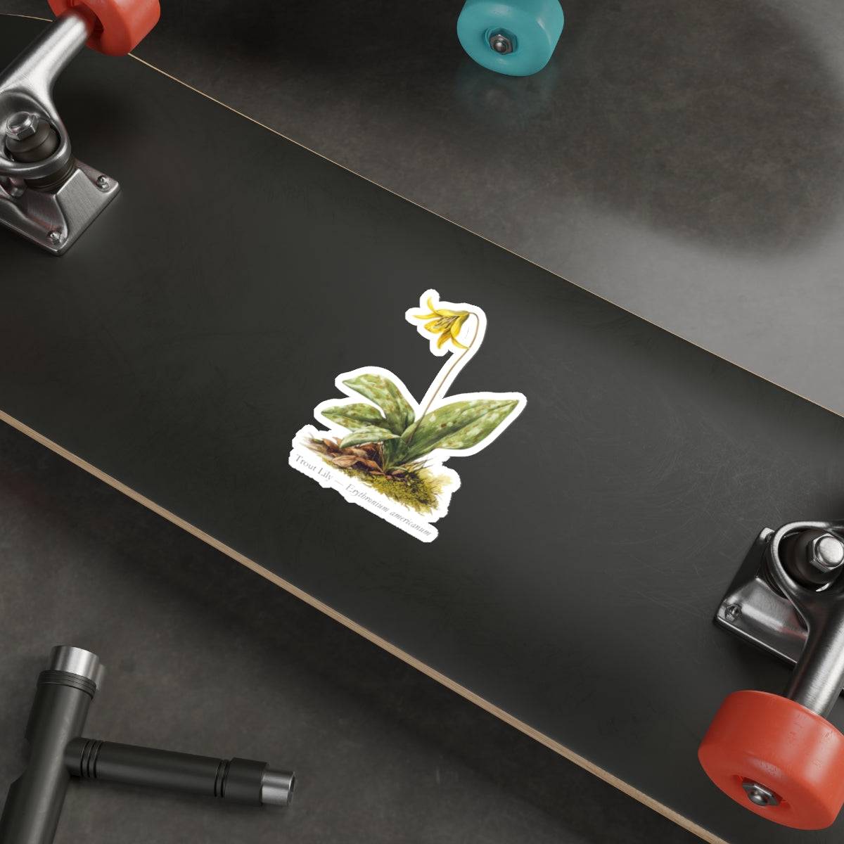 Trout Lily Spring Woods Decal