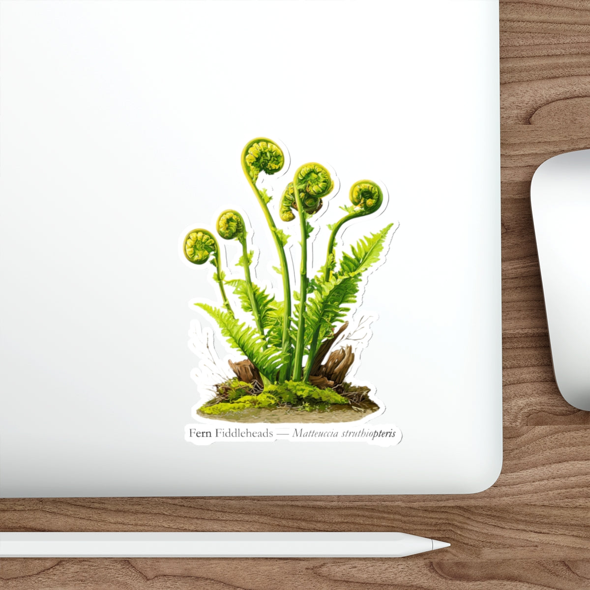 Fern Fiddleheads Forager Decal