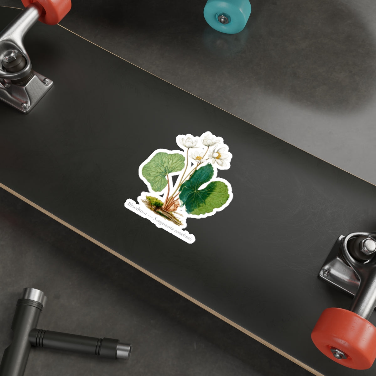 Bloodroot Woodland Flower Decal