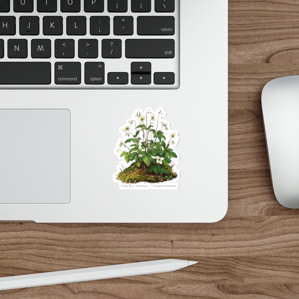 False Rue Anemone Spring Forager Decal