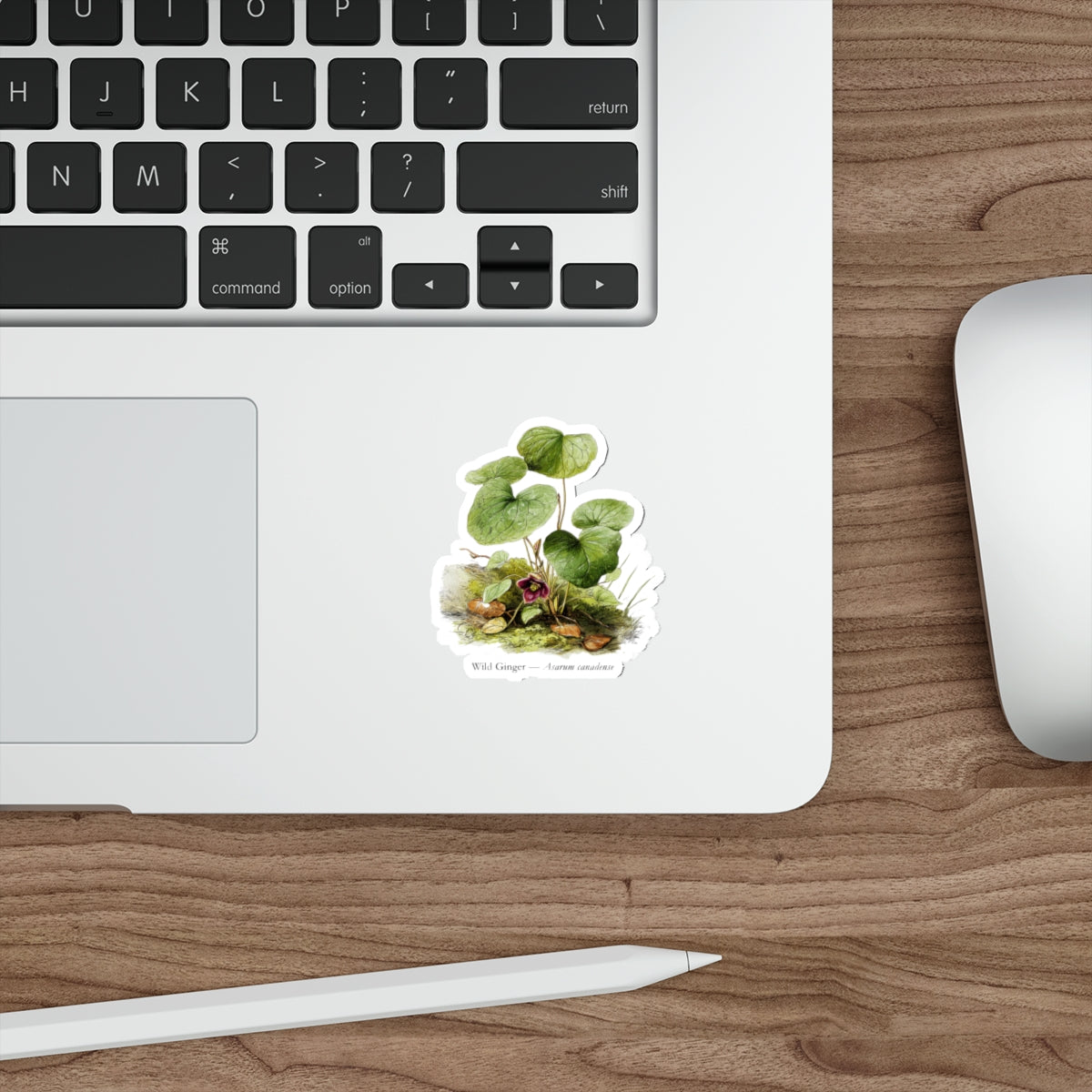 Wild Ginger Spring Woods Decal