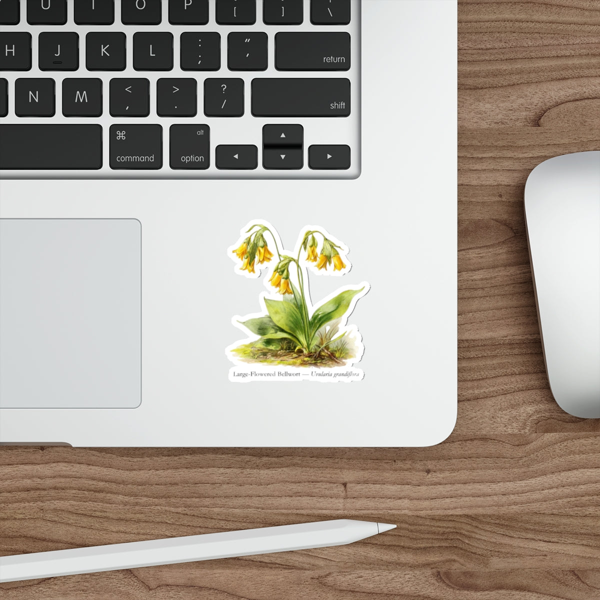 Large-Flowered Bellwort Wildflower Decal
