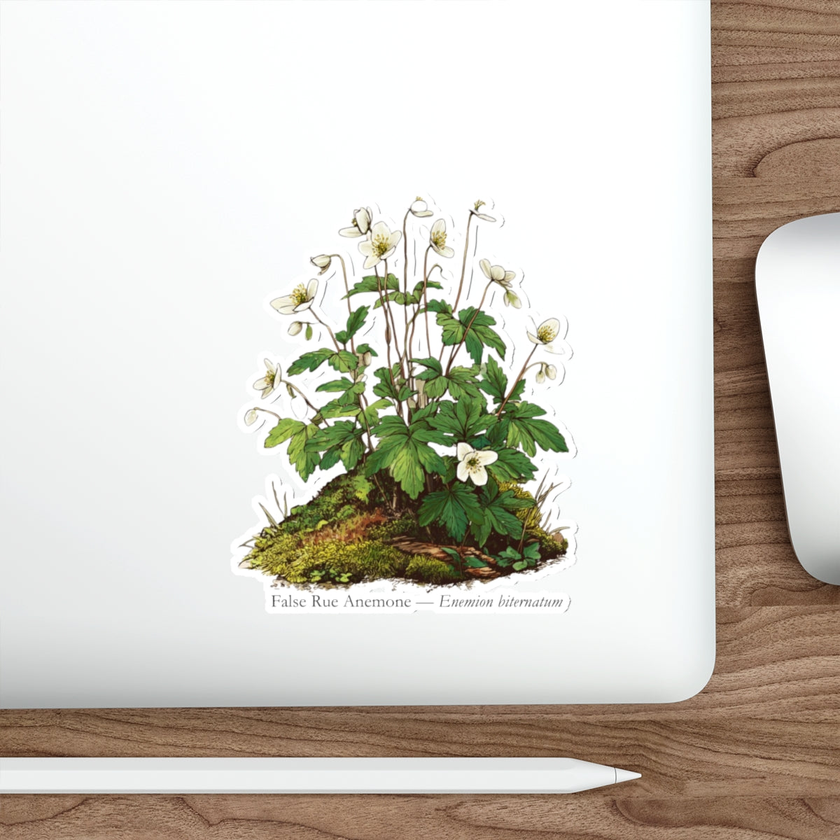 False Rue Anemone Spring Forager Decal