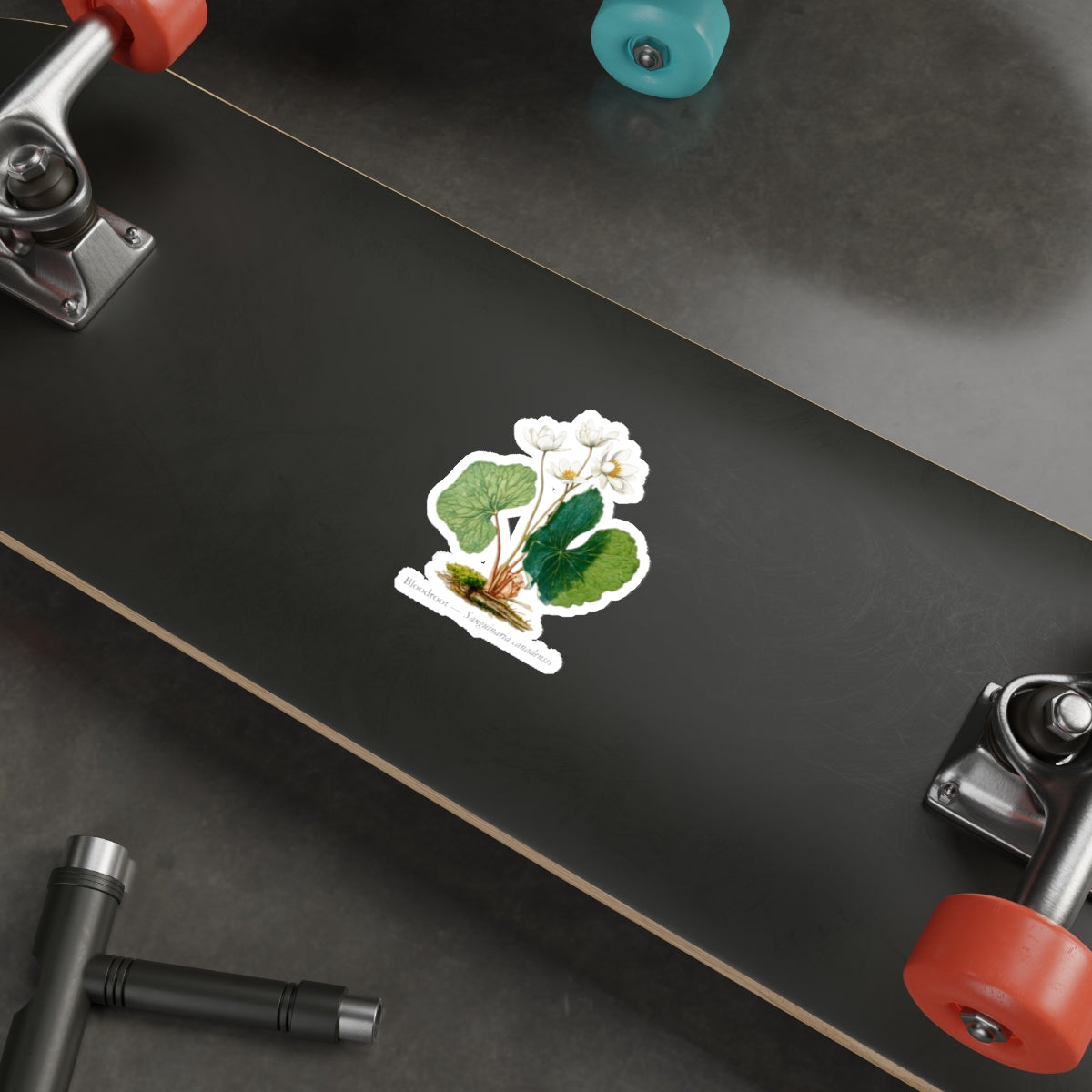 Bloodroot Woodland Flower Decal