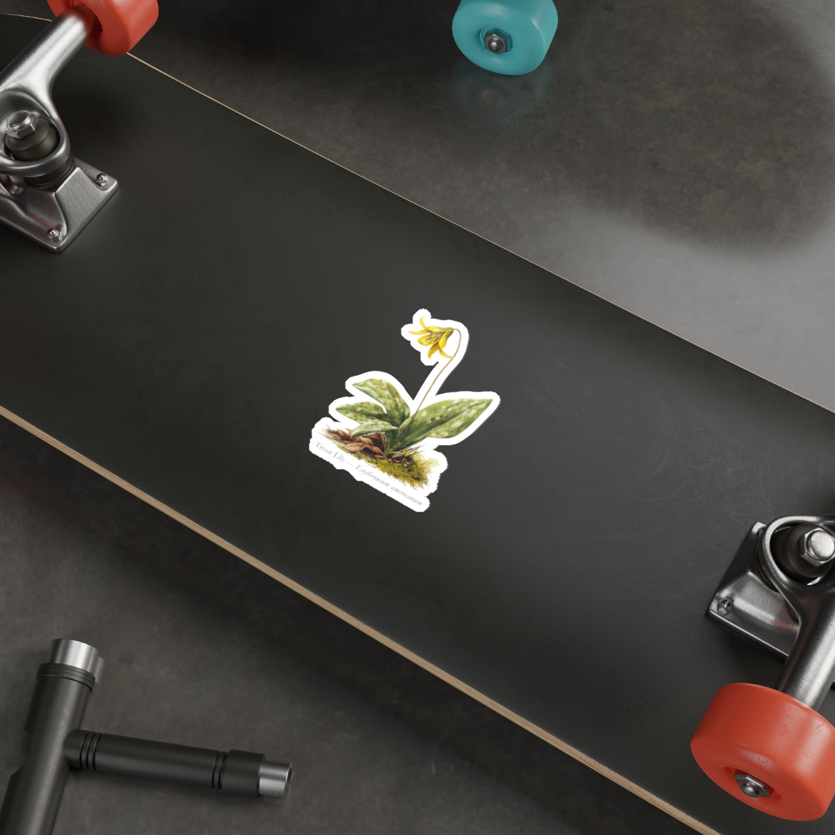 Trout Lily Spring Woods Decal