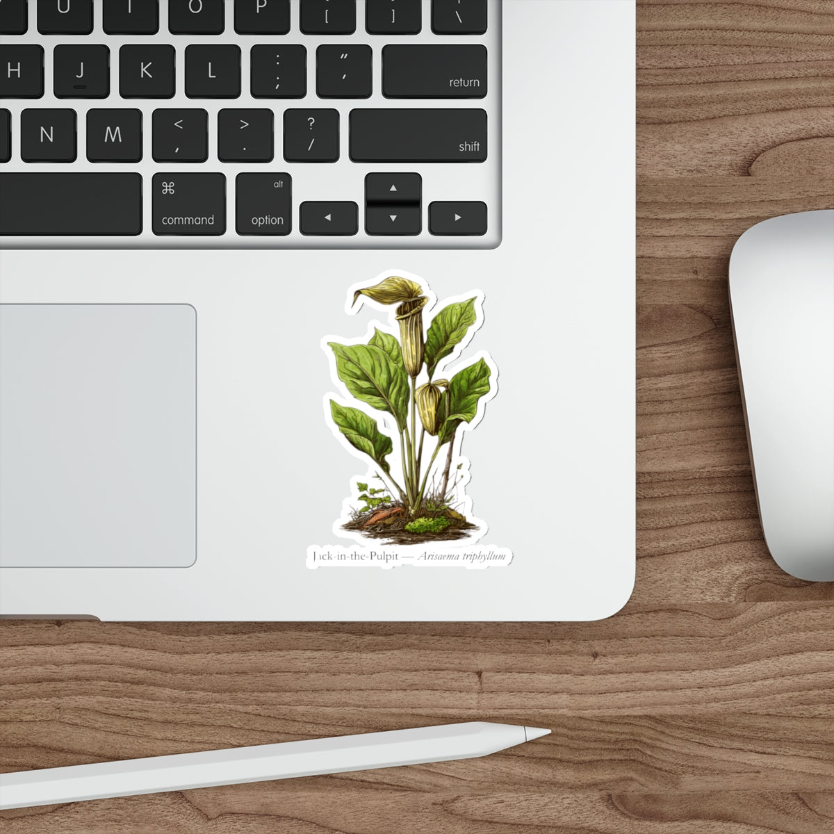 Jack-in-the-Pulpit Woodland Plant Decal