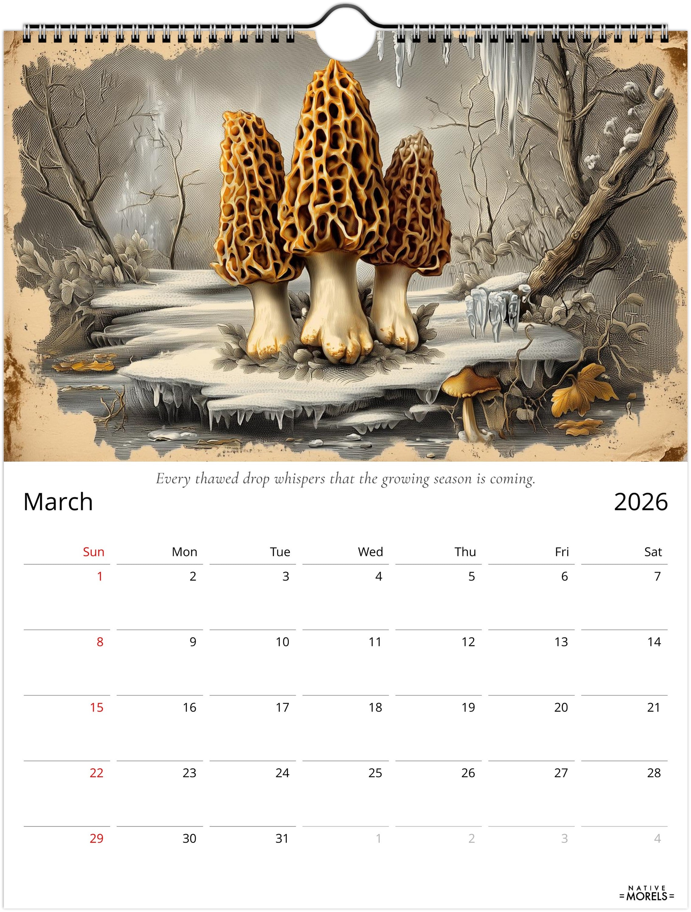 Native Morels™ 2026 Botanical Wall Calendar | Seasonal Forager Art Series