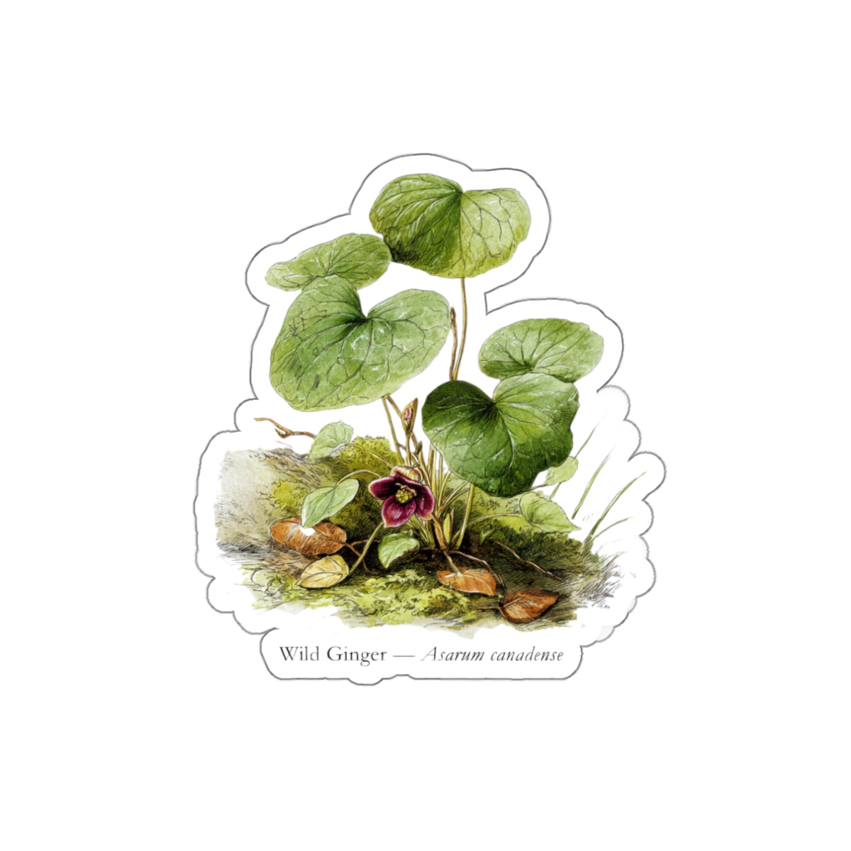 Wild Ginger Spring Woods Decal