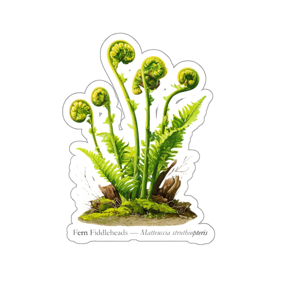 Fern Fiddleheads Forager Decal