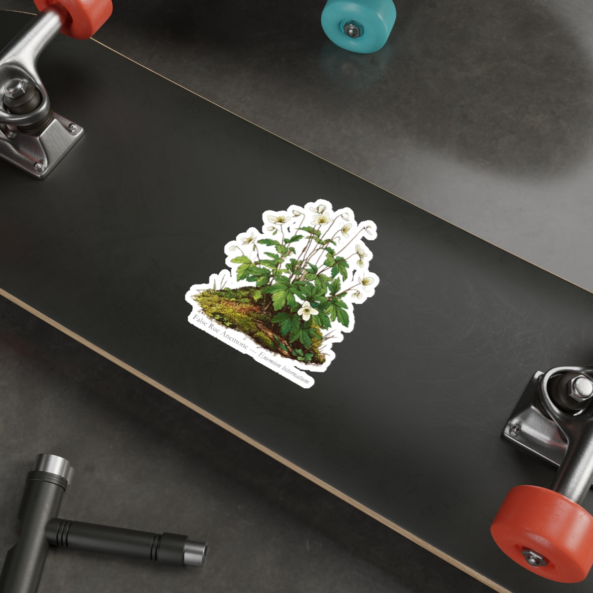 False Rue Anemone Spring Forager Decal