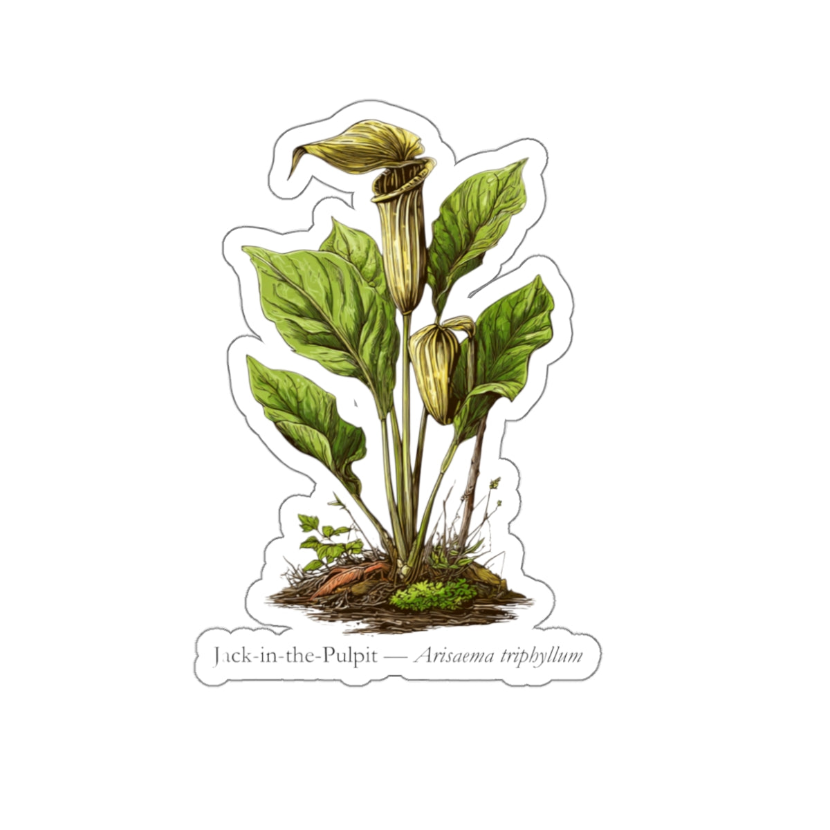 Jack-in-the-Pulpit Woodland Plant Decal