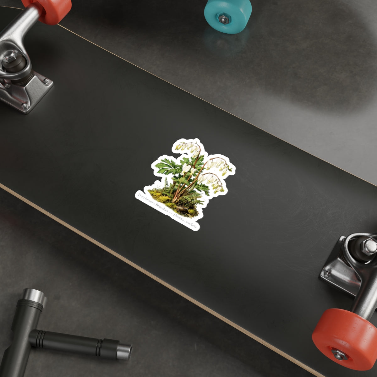 Dutchman’s Breeches Spring Wildflower Decal