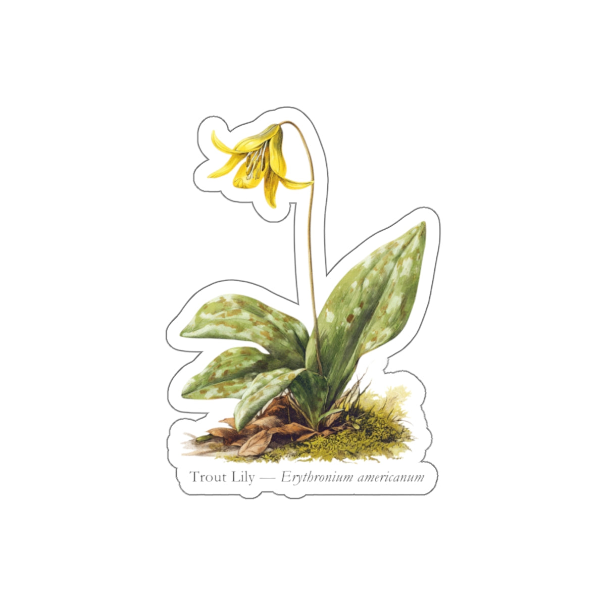 Trout Lily Spring Woods Decal