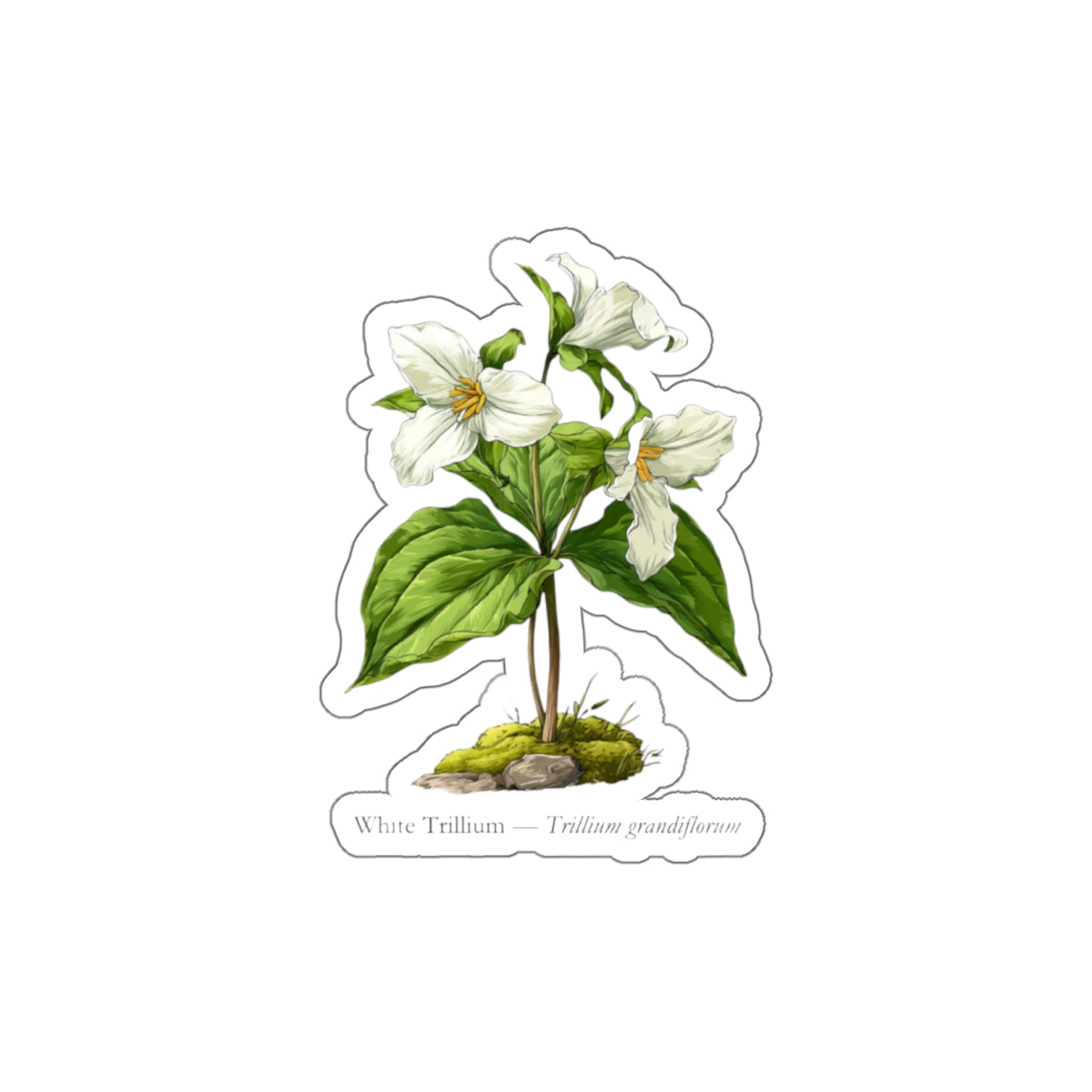 White Trillium Wildflower Decal