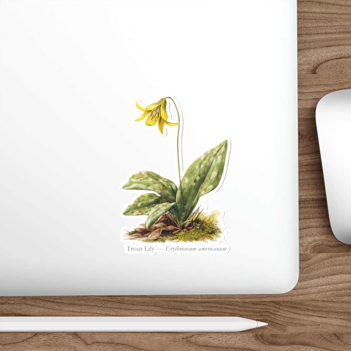 Trout Lily Spring Woods Decal