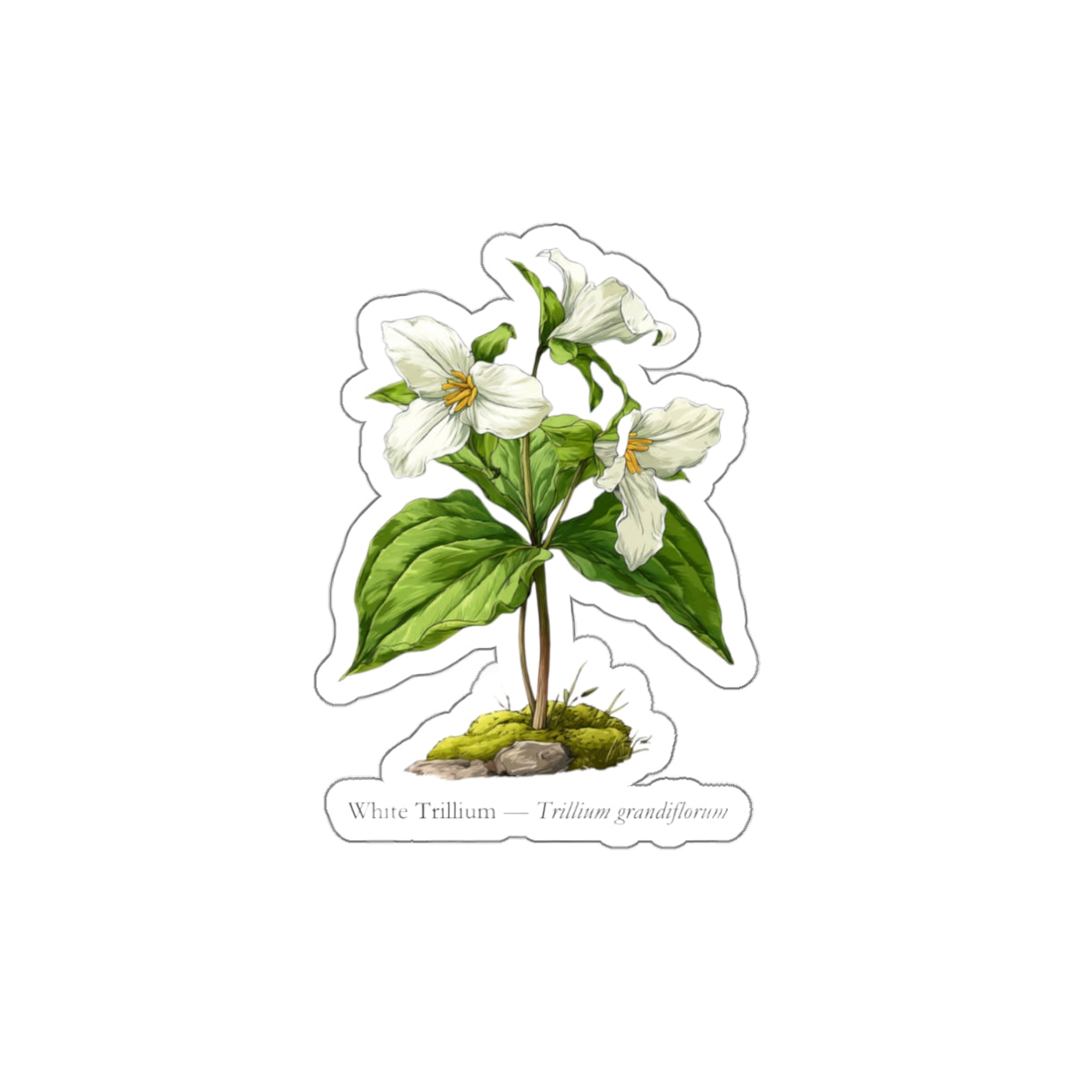 White Trillium Wildflower Decal