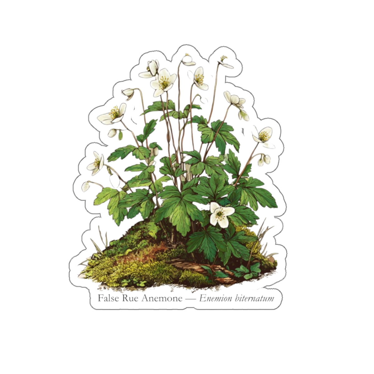 False Rue Anemone Spring Forager Decal