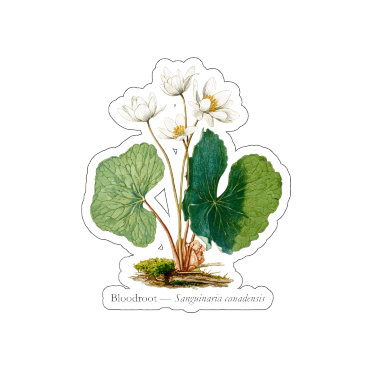 Bloodroot Woodland Flower Decal