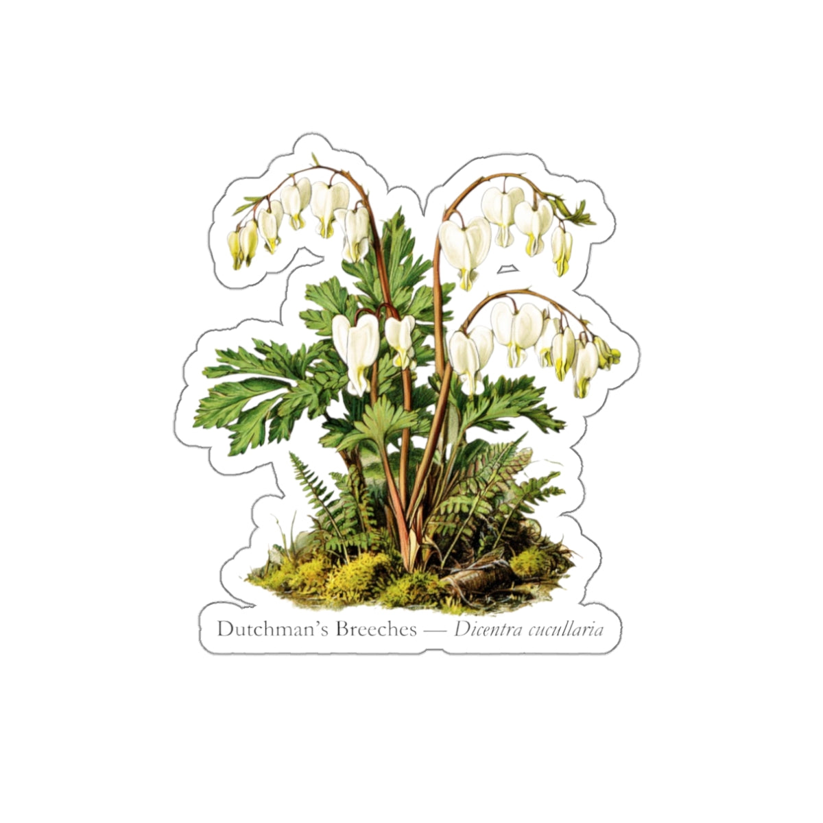 Dutchman’s Breeches Spring Wildflower Decal