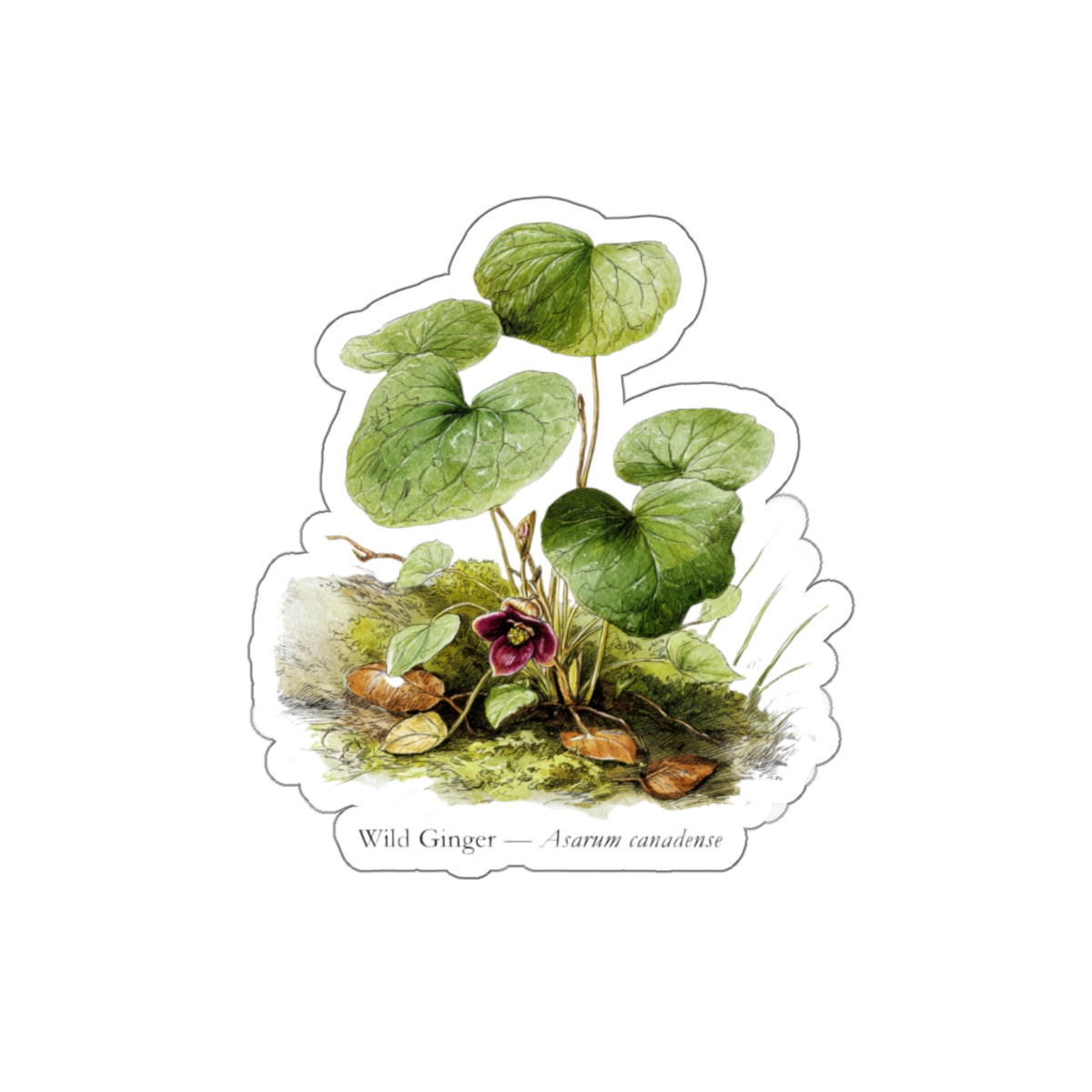 Wild Ginger Spring Woods Decal