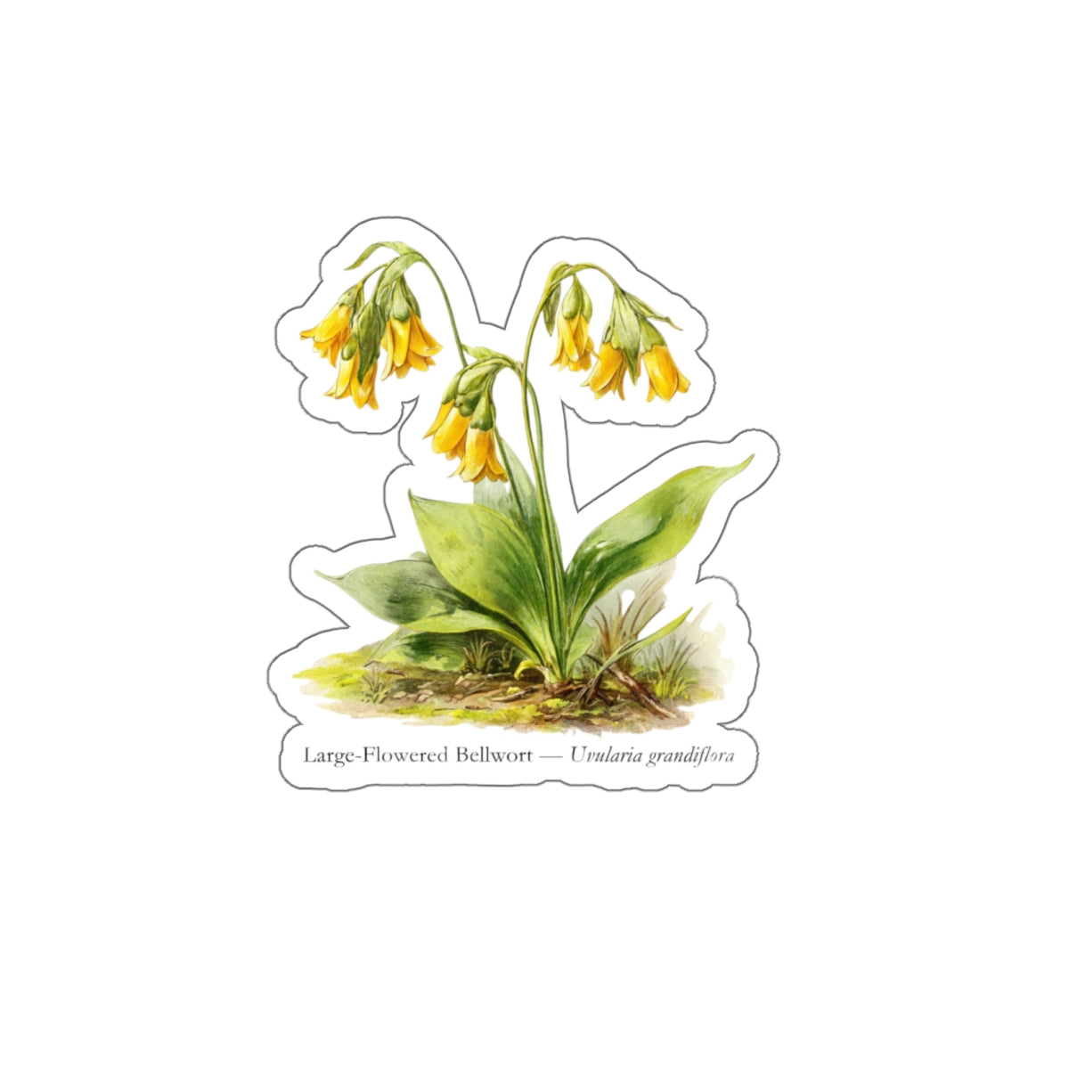 Large-Flowered Bellwort Wildflower Decal