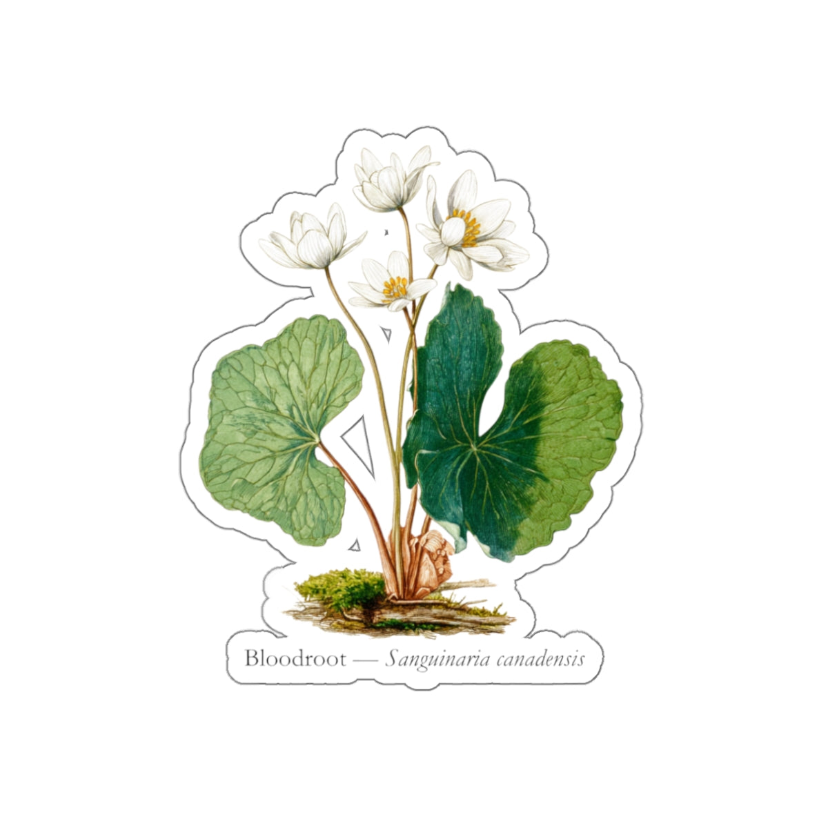 Bloodroot Woodland Flower Decal