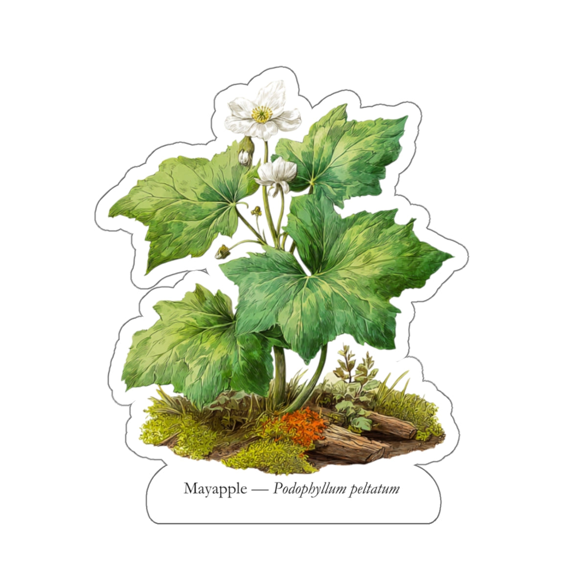 Mayapple Spring Woods Decal