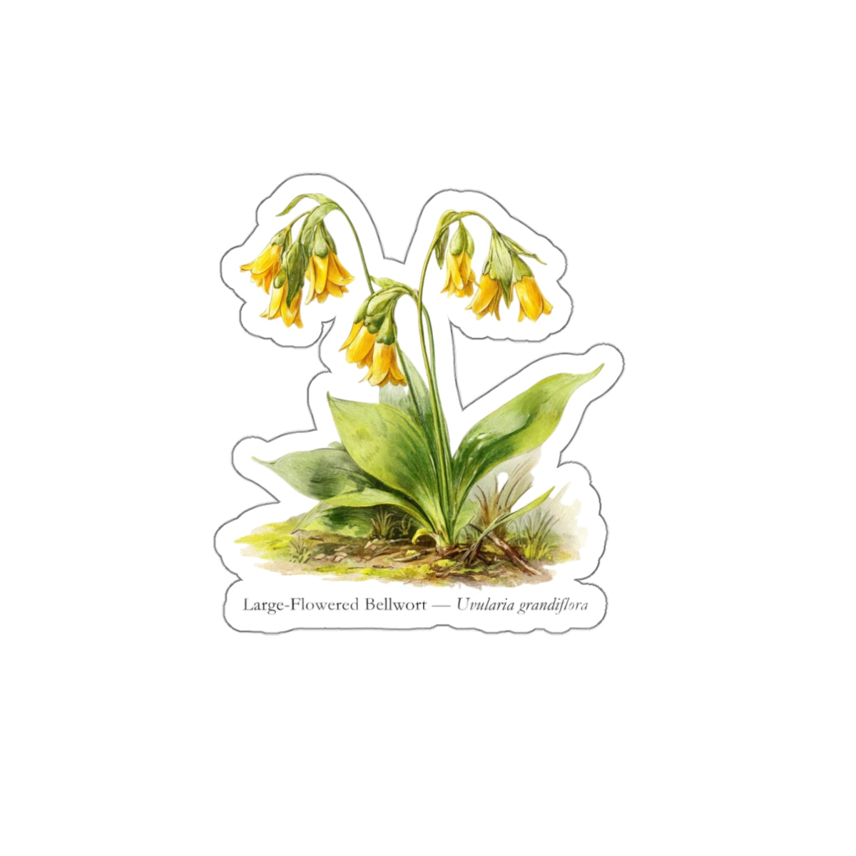 Large-Flowered Bellwort Wildflower Decal
